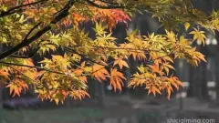 古诗中小女孩名字大全集500个