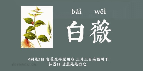 白薇