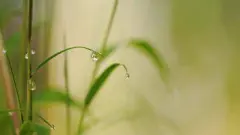 有草字头的牛宝宝名字 男孩