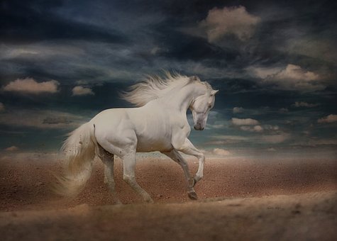 white-horse-4031101__340