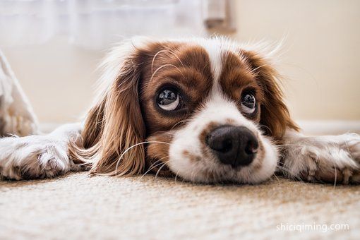 cocker-spaniel-2785074__340