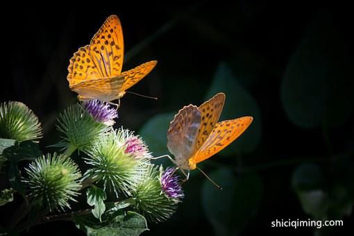 silver-bordered-fritillary-877121__340