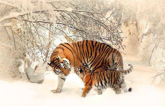 tigers-591359__340