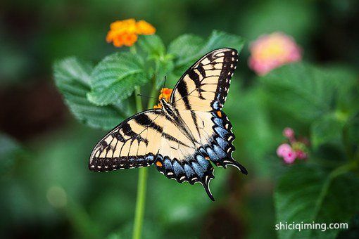 butterfly-1391809__340