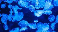 付姓女宝宝起名属虎