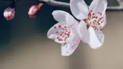 虎年女宝宝满分好名字