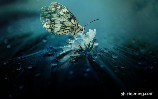 butterfly-3306655__340
