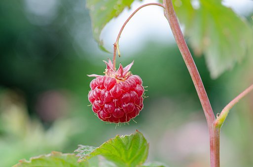 raspberry-7313702__340