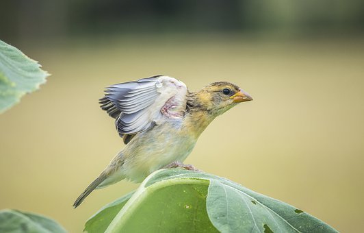 bird-7310393__340