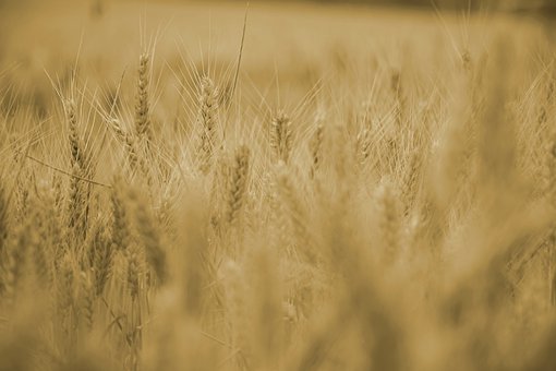 wheat-7295718__340