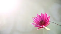 虎年男宝可以从楚辞中取什么名字