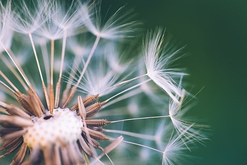 dandelion-7529879__340