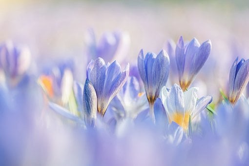 crocuses-7837426__340