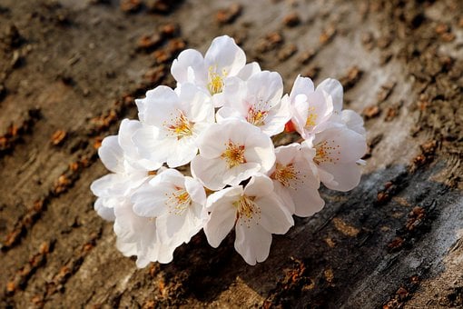 cherry-blossoms-7891064__340