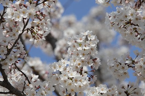 cherry-blossom-7889717__340