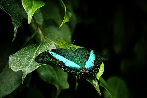 butterfly-7632646__340