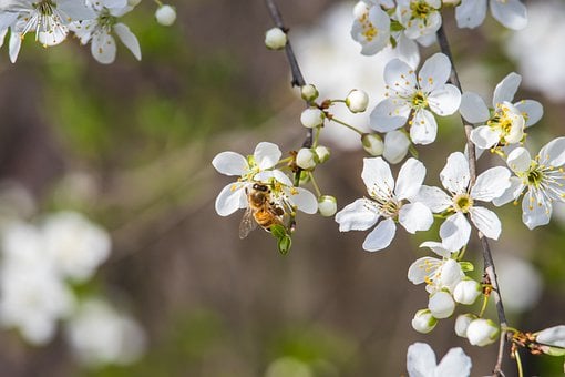 bee-7875530__340