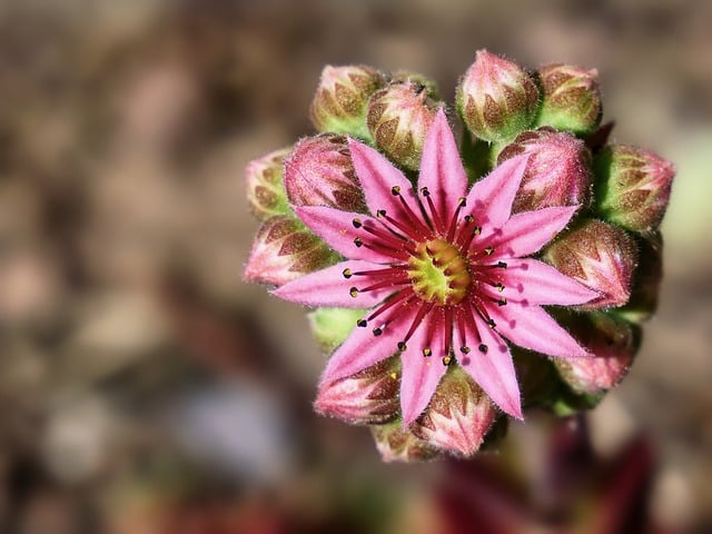 sempervivum-7894111_640