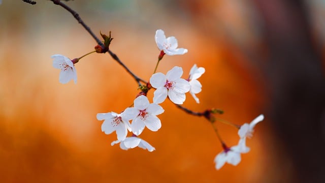 cherry-blossom-7922329_640