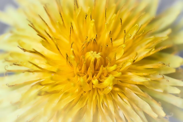 dandelion-7969281_640