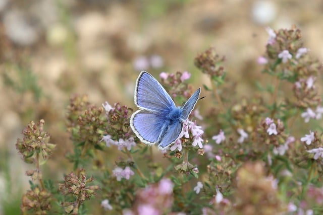 butterfly-7984538_640