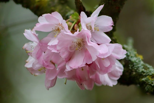 cherry-blossoms-7927688_640