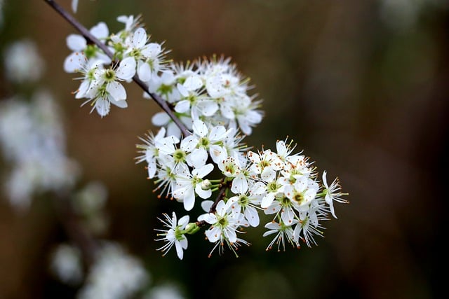 hawthorn-7894908_640