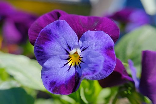 pansy-flower-7863382__340