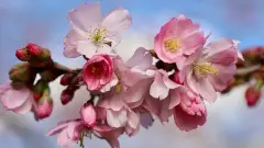 新生儿名字大全女孩免费姓莫