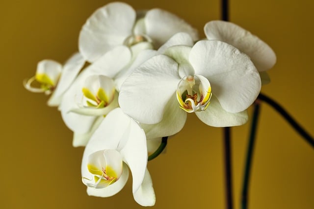 orchid-8047471_640