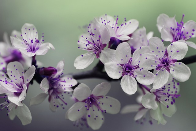 purple-flowers-839594_640