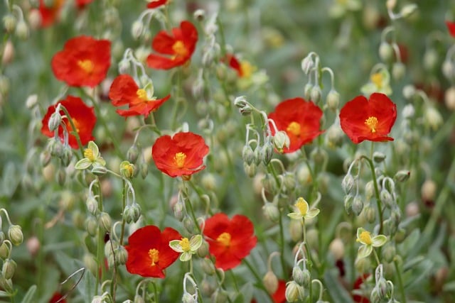 helianthemum-8101493_640