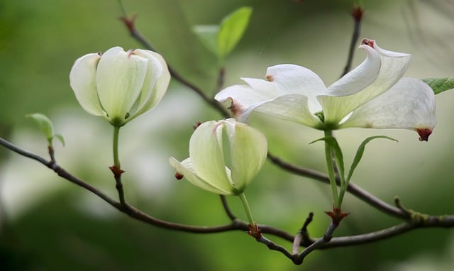 dogwood-7978952_640