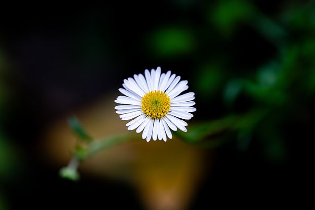 flower-8126748_640