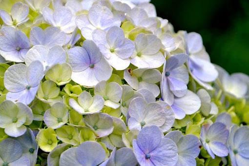 hydrangea-7865503__340