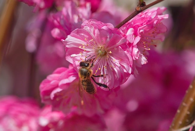 flowers-7929393_640