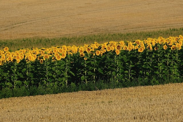 sunflowers-8180147_640