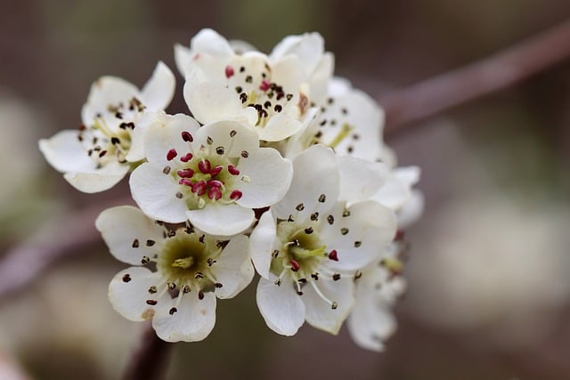 willow-leaved-pear-7942129_640