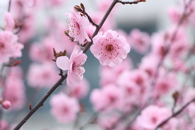 plum-blossoms-7177367_640