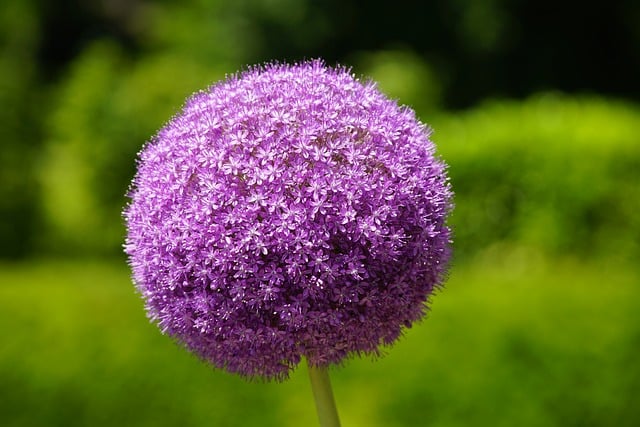 allium-8108318_640