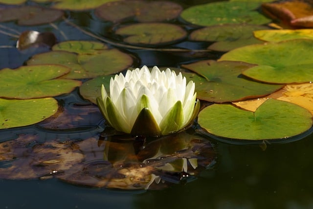 water-lily-8253542_640