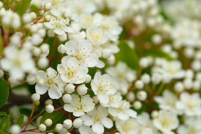 white-blossom-8066657_640
