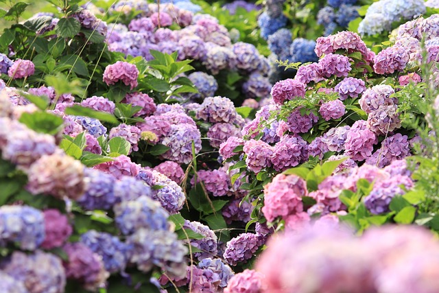 hydrangeas-7065907_640