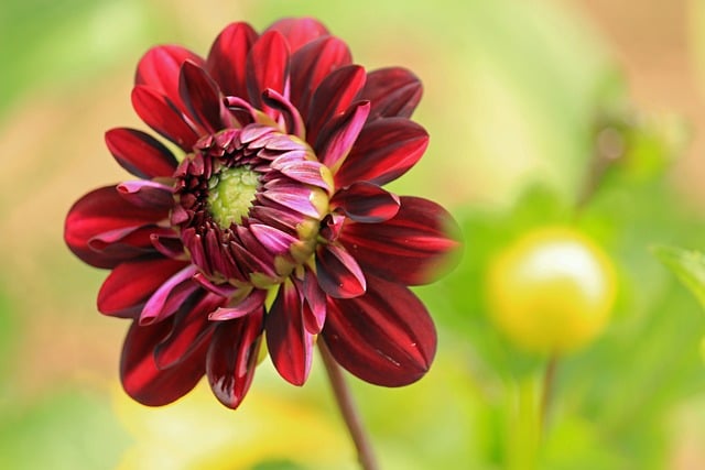 dahlia-8271071_640