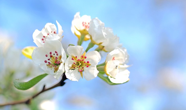 apple-blossom-1368187_640