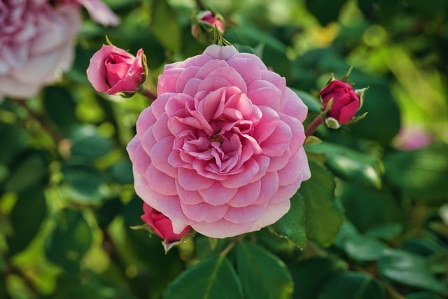 rose-blossom-8369834_640