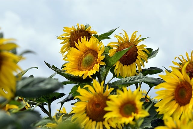 sunflowers-8316194_640