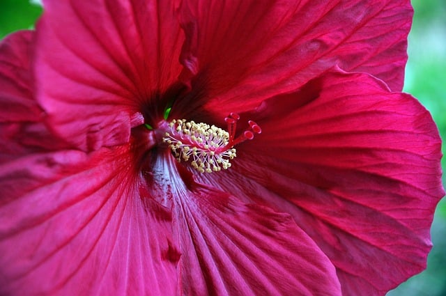 hibiscus-8276215_640