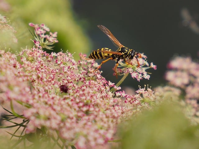 wasp-8163788_640