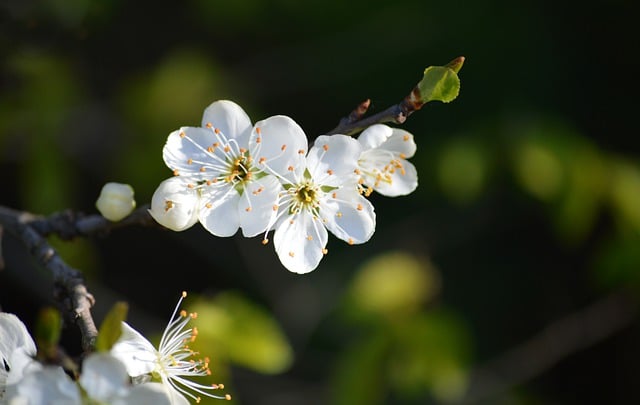 plum-blossoms-7942343_640